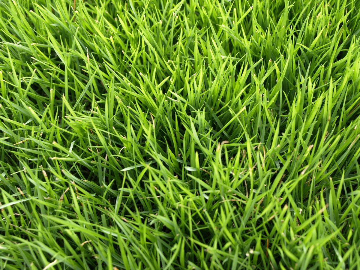 Emerald Zoysia (450 Sq. Ft.)