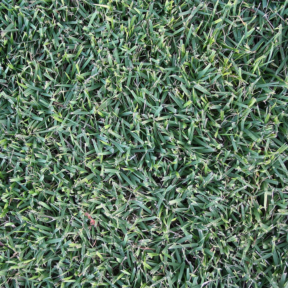 Empire Zoysia (450 Sq. Ft.)