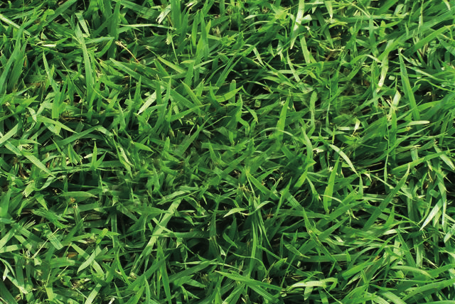 JaMur Zoysia (450 Sq. Ft.)
