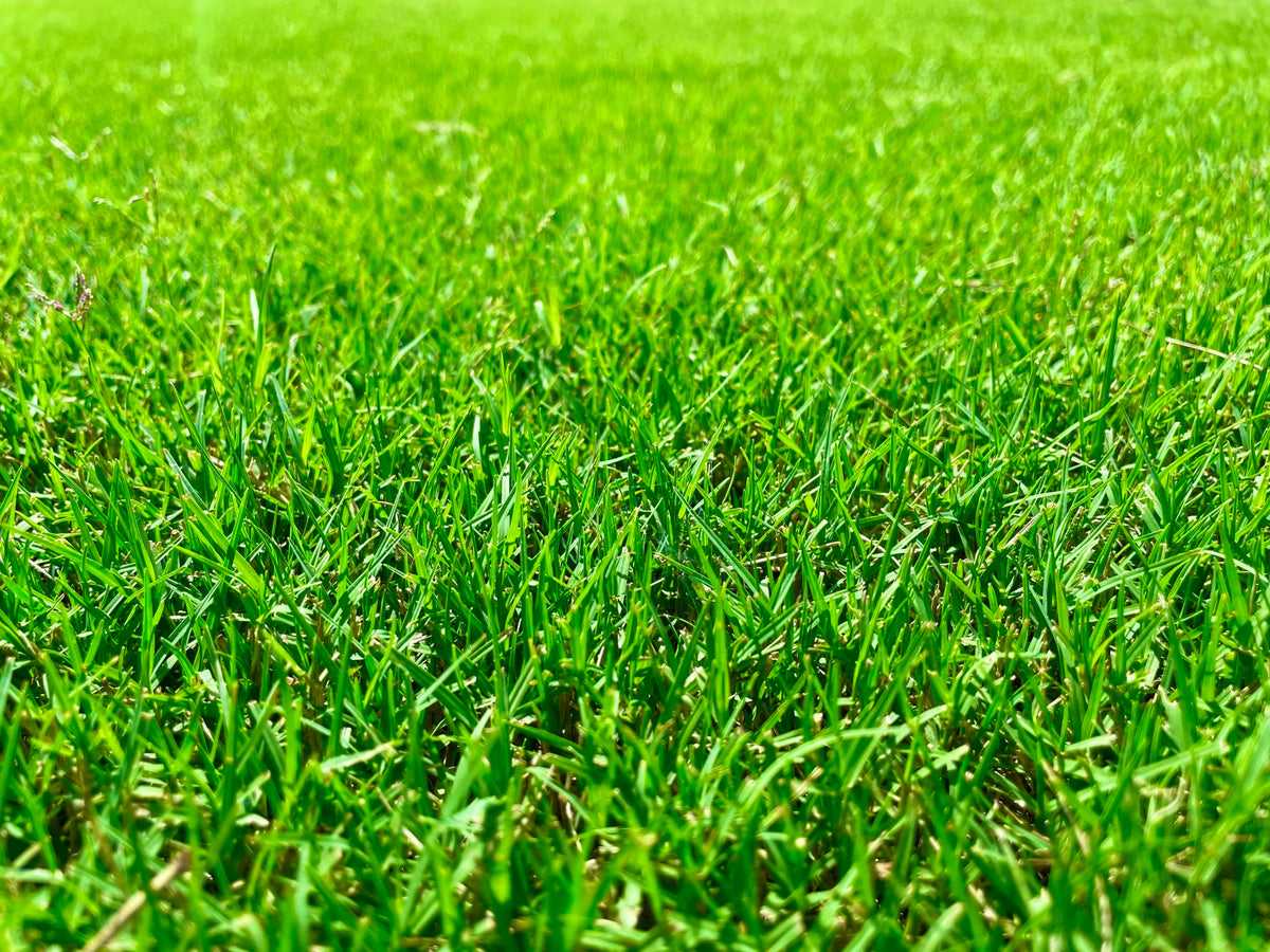 Tiftuf Bermuda (500 Sq. Ft.)