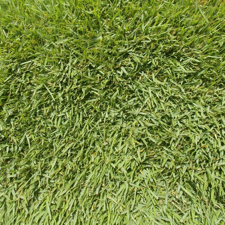 Meyer Zoysia (450 Sq. Ft.)