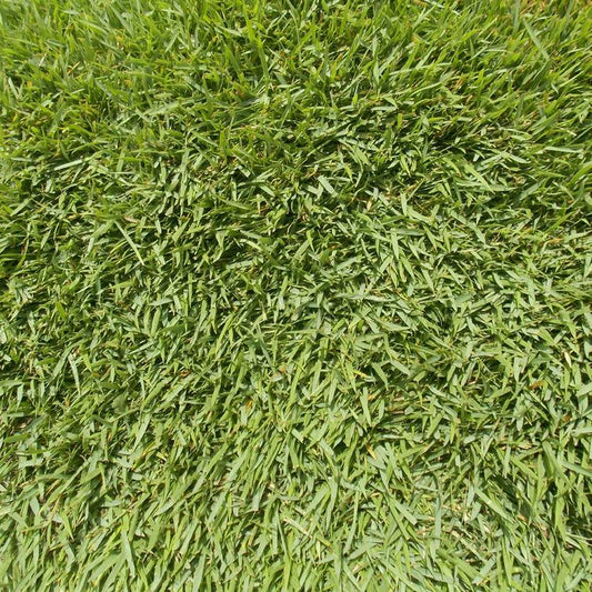 Meyer Zoysia (450 Sq. Ft.)