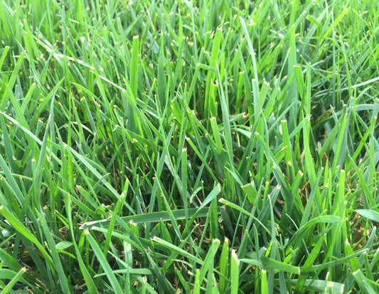 Fescue (500 Sq. Ft.)